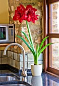 KITCHEN SINK WITH CONTAINERS OF AMARYLLIS HIPPEASTRUM BLACK PEARL