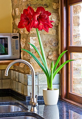 KITCHEN_SINK_WITH_CONTAINERS_OF_AMARYLLIS_HIPPEASTRUM_BLACK_PEARL