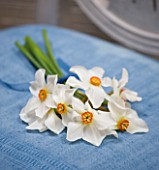 NARCISSUS ACTAEA ON BLUE CHAIR - STYLING BY JACKY HOBBS