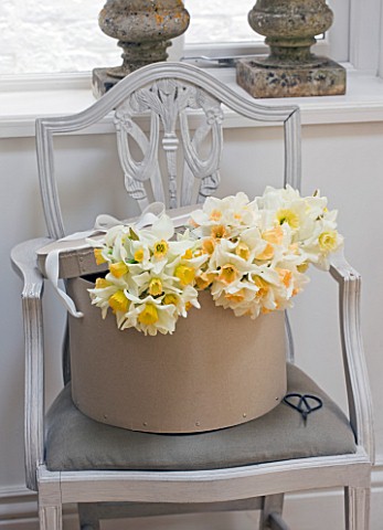 NARCISSUS_IN_HAT_BOX_ON_CHAIR__STYLING_BY_JACKY_HOBBS