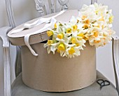 NARCISSUS IN HAT BOX ON CHAIR - STYLING BY JACKY HOBBS