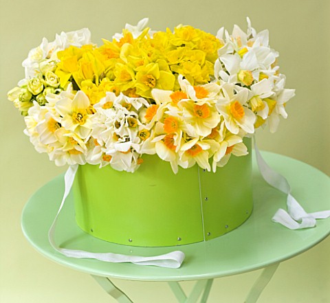 NARCISSUS_IN_GREEN_HAT_BOX_ON_TABLE__STYLING_BY_JACKY_HOBBS