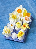 EGG BOX FILLED WITH NARCISSUS - GOLDEN DAWN  WHITE LION  MATADOR  PRIMROSE BEAUTY  ACTAEA  CAMILLA  BRIDESHEAD  FAWSEY  RED DEVON  EDWARD BUXTON  - STYLING BY JACKY HOBBS