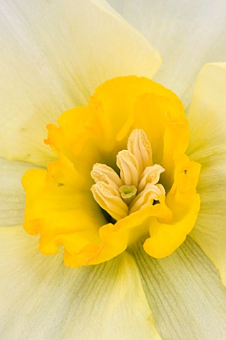 CLOSE_UP_OF_THE_CENTRE_OF_NARCISSUS_FOWEY