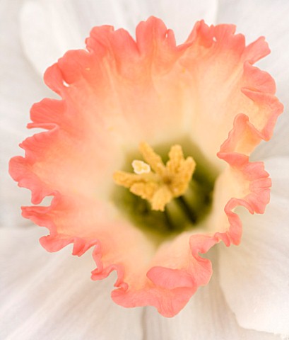 CLOSE_UP_OF_THE_CENTRE_OF_NARCISSUS_CAMILLA