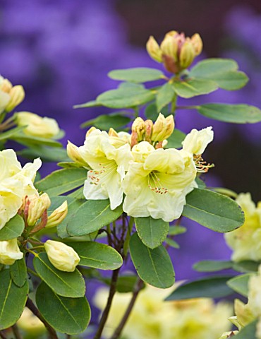 RHS_GARDEN__WISLEY__YELLOW_FLOWERS_OF_RHODODENDRON_AMITY