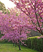 CERNEY HOUSE GARDEN  GLOUCESTERSHIRE: PINK FLOWERS OF PRUNUS SERRULATA   IN SPRING. BLOSSOM