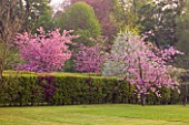 CERNEY HOUSE GARDEN  GLOUCESTERSHIRE: PINK FLOWERS OF PRUNUS SERRULATA   IN SPRING. BLOSSOM