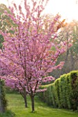 CERNEY HOUSE GARDEN  GLOUCESTERSHIRE: PINK FLOWERS OF PRUNUS SERRULATA   IN SPRING. BLOSSOMG