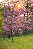 CERNEY HOUSE GARDEN  GLOUCESTERSHIRE: DAWN LIGHT ON THE PINK FLOWERS OF PRUNUS SERRULATA   IN SPRING. BLOSSOM