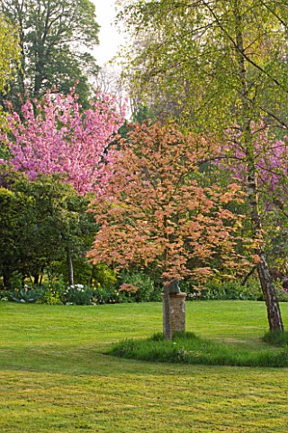 CERNEY_HOUSE_GARDEN__GLOUCESTERSHIRE_A_PEACOCK_STAUE_WITH_ACER_BRILLIANTISSIMUM_AND_BEHIND__THE_PINK