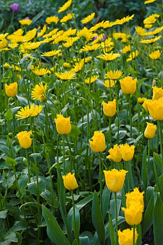 CERNEY_HOUSE_GARDEN__GLOUCESTERSHIRE_YELLOW_TULIPS_IN_A_SPRING_BORDER