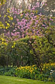 CERNEY HOUSE GARDEN  GLOUCESTERSHIRE: THE PINK FLOWERS OF PRUNUS SERRULATA   IN SPRING. BLOSSOM
