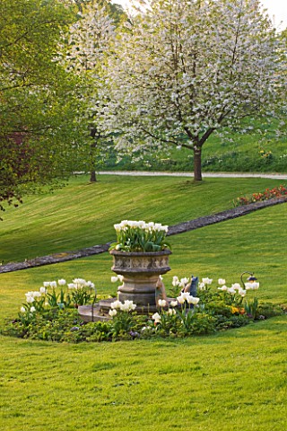 CERNEY_HOUSE_GARDEN__GLOUCESTERSHIRE_WHITE_TULIPS_ON_THE_LAWN_WITH_STONE_CONTAINER__THE_WHITE_FLOWER