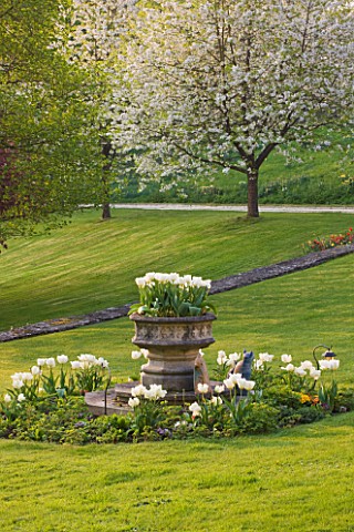 CERNEY_HOUSE_GARDEN__GLOUCESTERSHIRE_WHITE_TULIPS_ON_THE_LAWN_WITH_STONE_CONTAINER__THE_WHITE_FLOWER