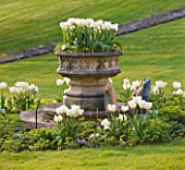 CERNEY HOUSE GARDEN  GLOUCESTERSHIRE: WHITE TULIPS ON THE LAWN WITH STONE CONTAINER. SPRING