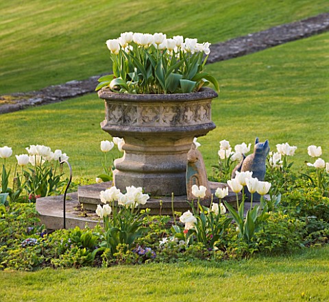 CERNEY_HOUSE_GARDEN__GLOUCESTERSHIRE_WHITE_TULIPS_ON_THE_LAWN_WITH_STONE_CONTAINER_SPRING