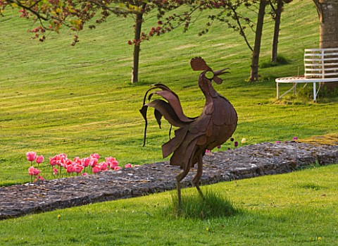 CERNEY_HOUSE_GARDEN__GLOUCESTERSHIRE_METAL_COCKEREL_ON_THE_LAWN_WITH_PINK_TULIPS_BEHIND