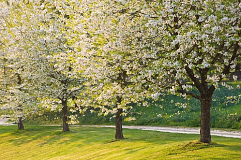 CERNEY_HOUSE_GARDEN__GLOUCESTERSHIRE_AVENUE_OF_CHERRY_TREES__PRUNUS__WITH_WHITE_BLOSSOM__BESIDE_THE_