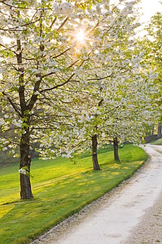 CERNEY_HOUSE_GARDEN__GLOUCESTERSHIRE_AVENUE_OF_CHERRY_TREES__PRUNUS__WITH_WHITE_BLOSSOM__BESIDE_THE_