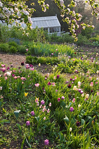 CERNEY_HOUSE_GARDEN__GLOUCESTERSHIRE_TULIPS_PLANTED_BELOW_AN_OLD_APPLE_TREE_IN_THE_WALLED_GARDEN__WI