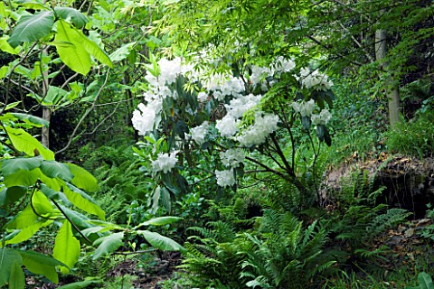 GARDEN_OF_PAOLO_PEJRONE__ITALY_RHODODENDRON_LODERI_KING_GEORGE_IN_THE_VALLEY