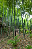GARDEN OF PAOLO PEJRONE  ITALY: BAMBOO - PHYLOSTACHYS EDULIS IN THE VALLEY
