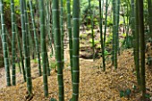 GARDEN OF PAOLO PEJRONE  ITALY: BAMBOO - PHYLOSTACHYS EDULIS IN THE VALLEY
