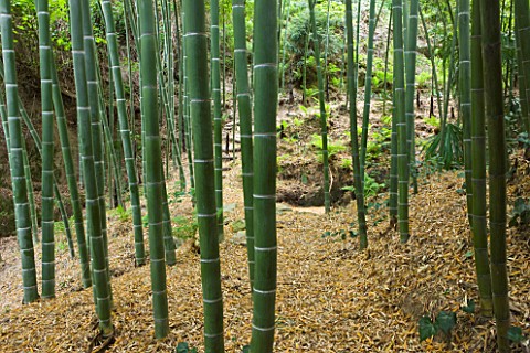 GARDEN_OF_PAOLO_PEJRONE__ITALY_BAMBOO__PHYLOSTACHYS_EDULIS_IN_THE_VALLEY