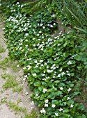 GARDEN OF PAOLO PEJRONE  ITALY: WHITE VIOLETS BESIDE A PATH