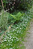 GARDEN OF PAOLO PEJRONE  ITALY: A FERN AND WHITE VIOLETS BESIDE A PATH