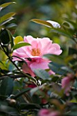 GARDEN OF PAOLO PEJRONE  ITALY: PINK FLOWER OF CAMELLIA