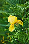 GARDEN OF PAOLO PEJRONE  ITALY: YELLOW IRIS GROWING WITH FERNS