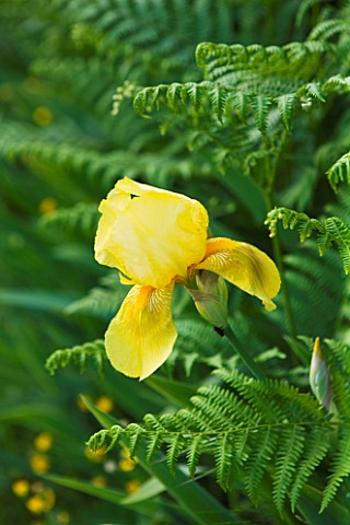 GARDEN_OF_PAOLO_PEJRONE__ITALY_YELLOW_IRIS_GROWING_WITH_FERNS