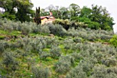 GARDEN OF PAOLO PEJRONE  ITALY: OLIVE GROVE