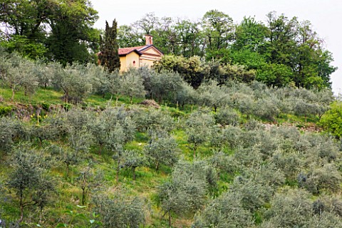 GARDEN_OF_PAOLO_PEJRONE__ITALY_OLIVE_GROVE