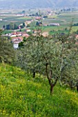 GARDEN OF PAOLO PEJRONE  ITALY: OLIVE GROVE WITH HOUSES BEHIND