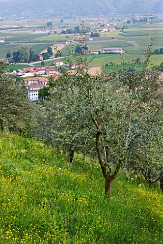 GARDEN_OF_PAOLO_PEJRONE__ITALY_OLIVE_GROVE_WITH_HOUSES_BEHIND