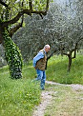 GARDEN OF PAOLO PEJRONE  ITALY: PAOLO PEJRONE WALKING THROUGH HIS OLIVES