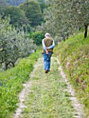 GARDEN OF PAOLO PEJRONE  ITALY: PAOLO PEJRONE WALKING THROUGH HIS OLIVE GROVE