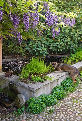 GARDEN_OF_PAOLO_PEJRONE__ITALY_POOL_WITH_DOG_AND_WISTERIA_BLACK_DRAGON