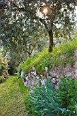 GARDEN OF PAOLO PEJRONE  ITALY: OLIVE GROVE WITH IRIS PALLIDA DALMATICA