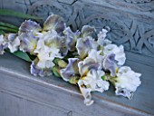 IRIS CAYEUX  FRANCE - IRIS CIEL GRIS SUR POILLY ON PAINTED BENCH IN RICHARD CAYEUXS HOME