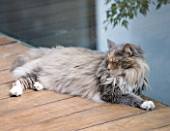 CAKE BOY HOUSE  LONDON: BOBBY  THE MAINE COONE CAT  RELAXING ON THE CEDARWOOD DECKING