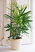 HOUSEPLANT PROJECT - CLARE MATTHEWS - LADY PALM - RHAPSIS EXCELSA IN CONTAINER IN CONSERVATORY