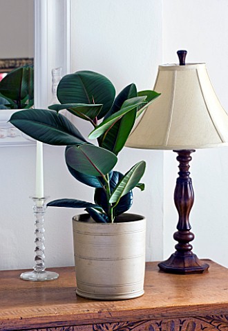 HOUSEPLANT_PROJECT__CLARE_MATTHEWS__RUBBER_PLANT__FICUS_ELASTICA_IN_CONTAINER_IN_BEDROOM
