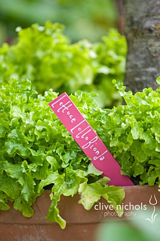 CHELSEA_2011__LETTUCE_PLANT_LABEL_BY_BUNNY_GUINNESS