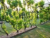 LE JARDIN DALCHIMISTE  PROVENCE  FRANCE: DESAIGNERS ARNAUD MAURIERES AND ERIC OSSART - PERGOLA WITH 22 DIFFERENT VARIETIES OF VINES