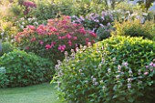 ANDRE EVE ROSE NURSERY  FRANCE: ROSES IN BORDER BESIDE LAWN: ROSE - ROSA BETTY PRIOR AND ROSE - ROSA CELINE TO THE RIGHT