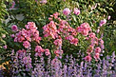 ANDRE EVE ROSE NURSERY  FRANCE: PINK SHRUB ROSE - ROSA  TORCHE ROSE AND NEPETA SIX HILLS GIANT
